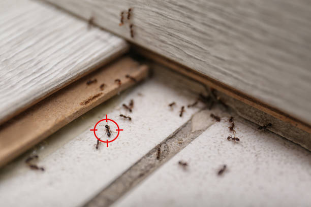 Best Pest Prevention Services  in Fort Mitchell, KY