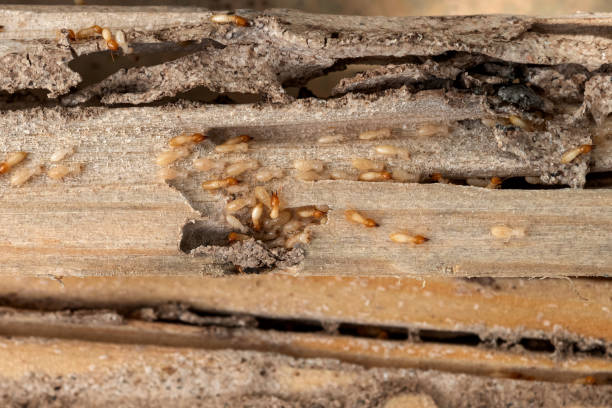 Best Emergency Pest Control  in Fort Mitchell, KY